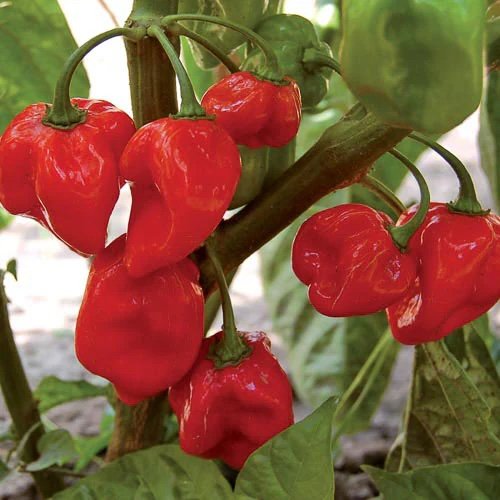 west-indies-red-habanero-2.jpeg