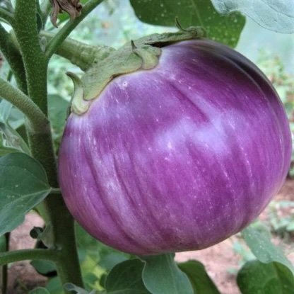 rosa-bianca-eggplant-2.jpeg