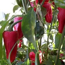 leutschauer-paprika-1.jpeg
