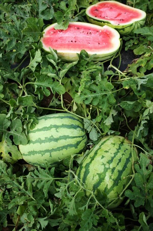 jubilee-watermelon-2.jpeg