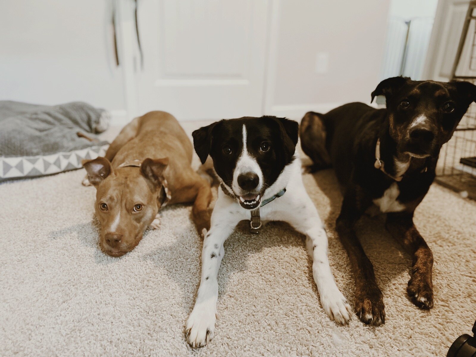  L-R: Remi, Gus, Goose 