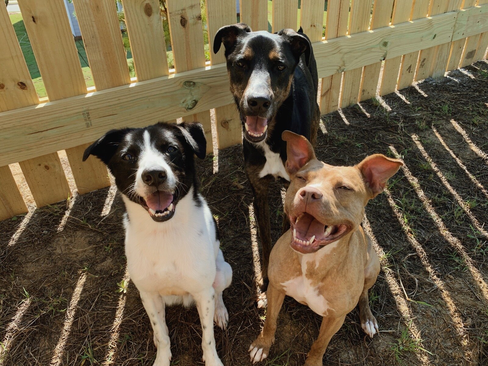  L-R: Gus, Goose, Remi 