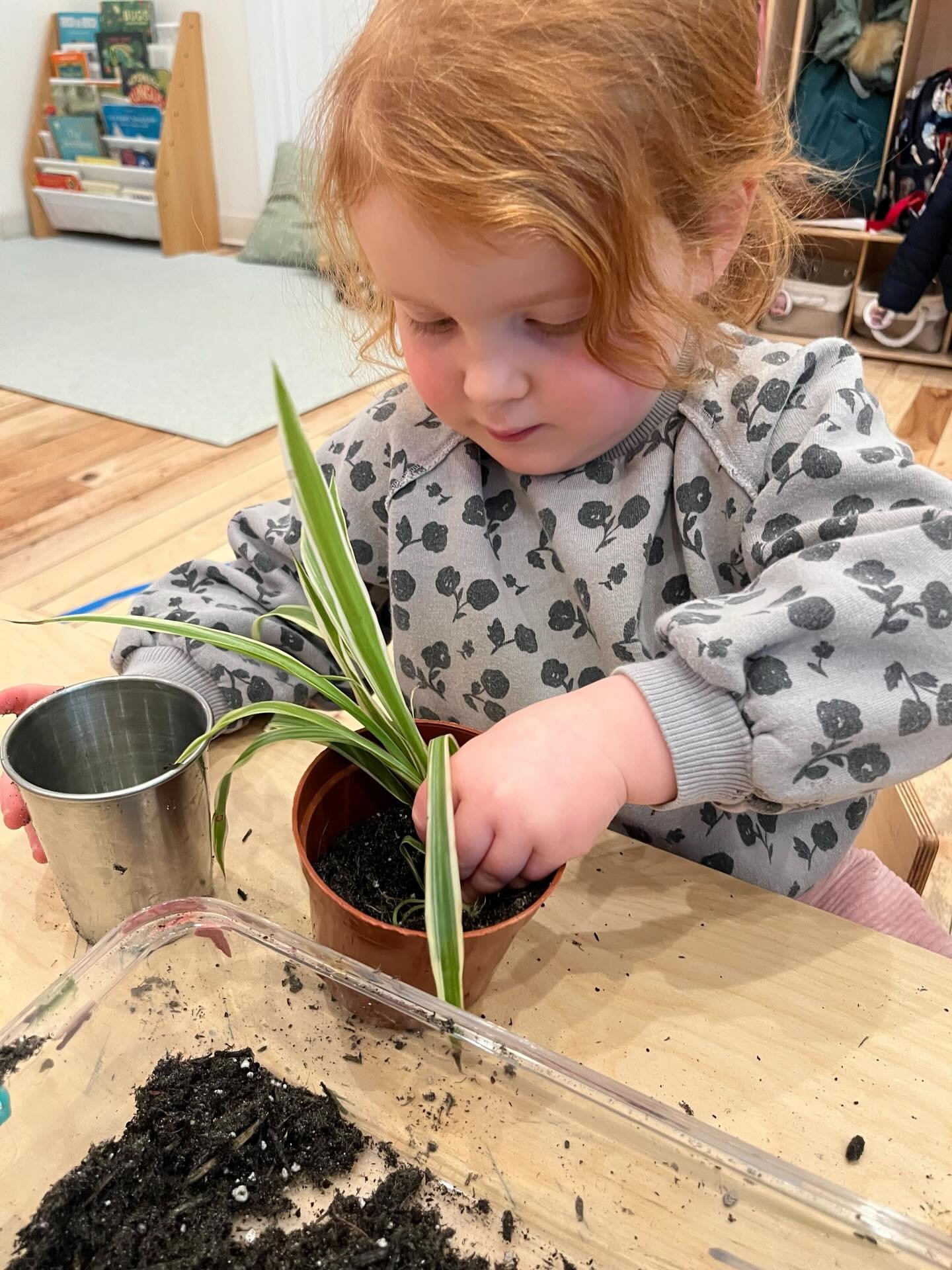The Chickadees have been busy planting lately! After patiently propagating spider plants in water, it was finally time to give them a new home by planting them in soil. The chickadees carefully filled pots, watered plants, and helped to build their v