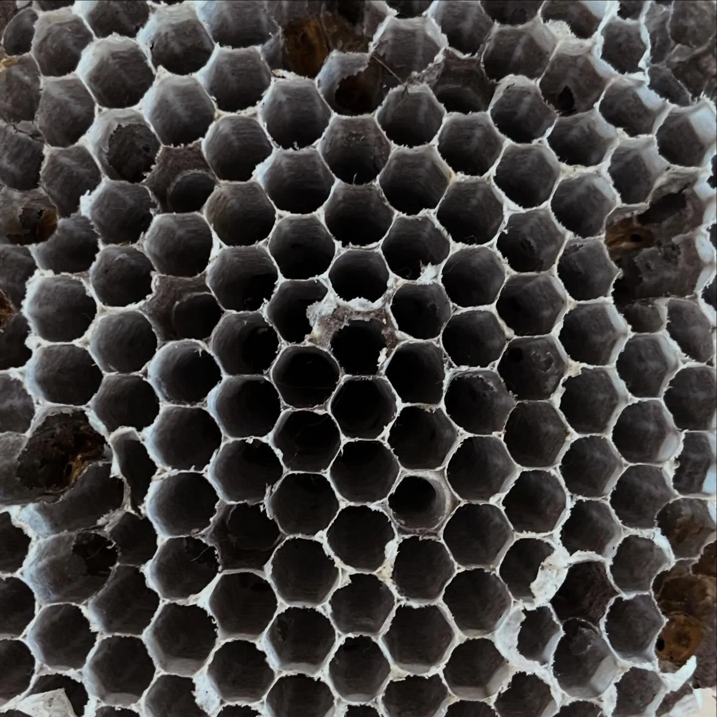 Children learn by touching, feeling, and being curious. Exploring textures, patterns, and nature&rsquo;s symmetry is a fantastic way to engage children&rsquo;s senses, build vocabulary, and support their cognitive and motor development.

Go ahead&hel