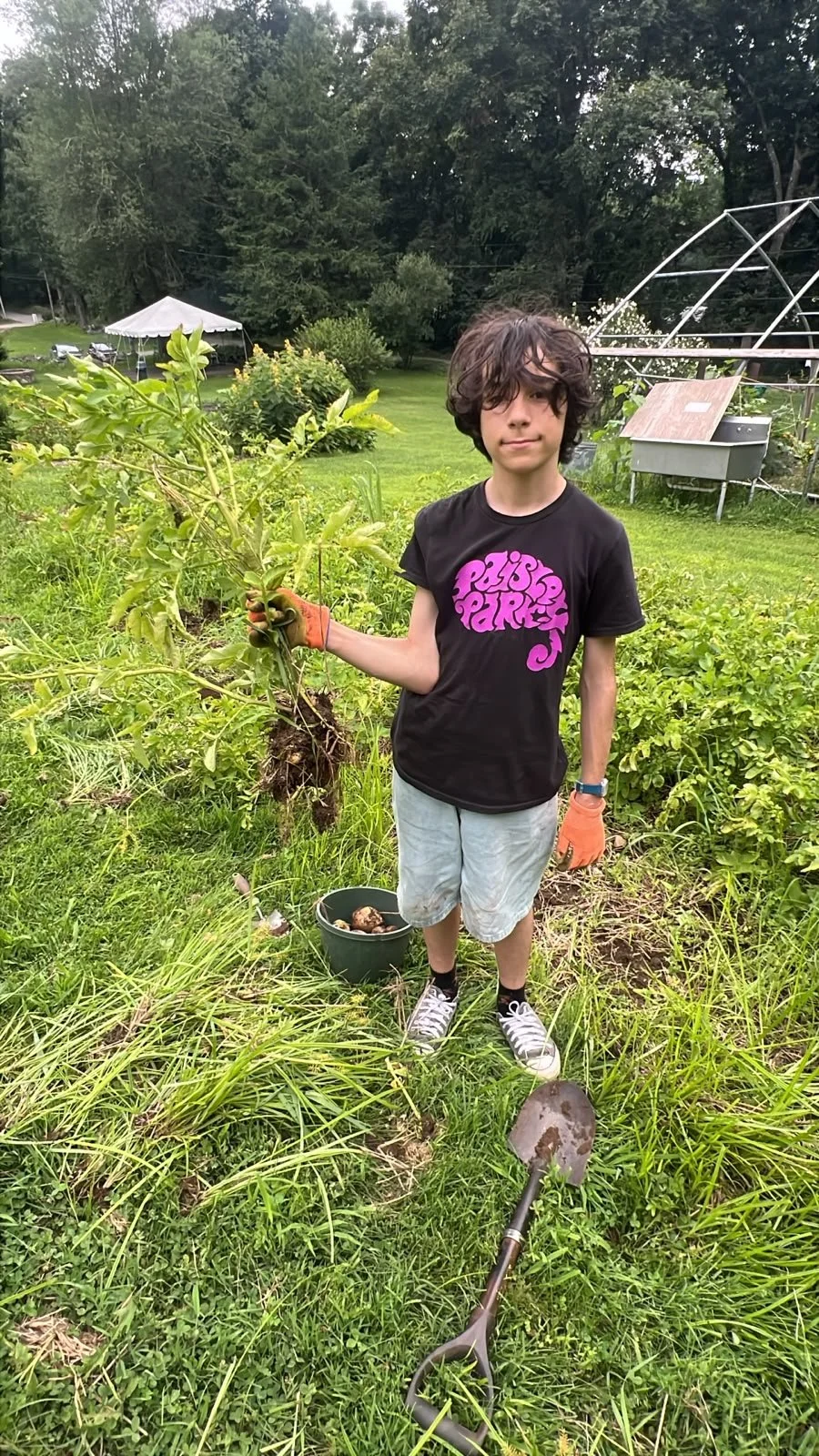 !Garden potato harvest.jpg