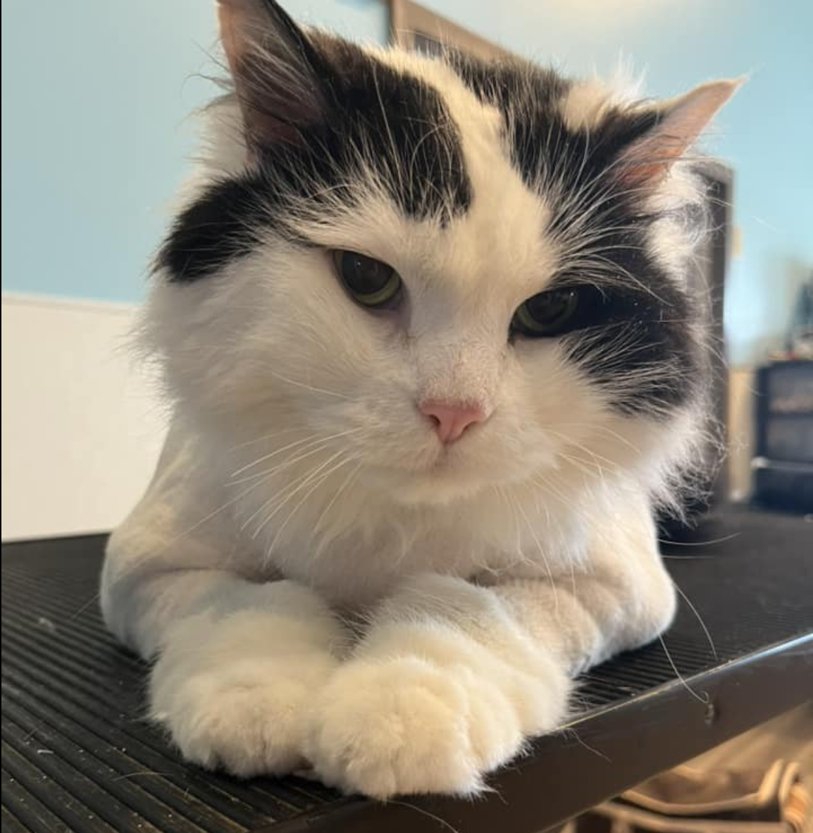 Screenshot 2026-02-21 at 12.42.03 AM.png