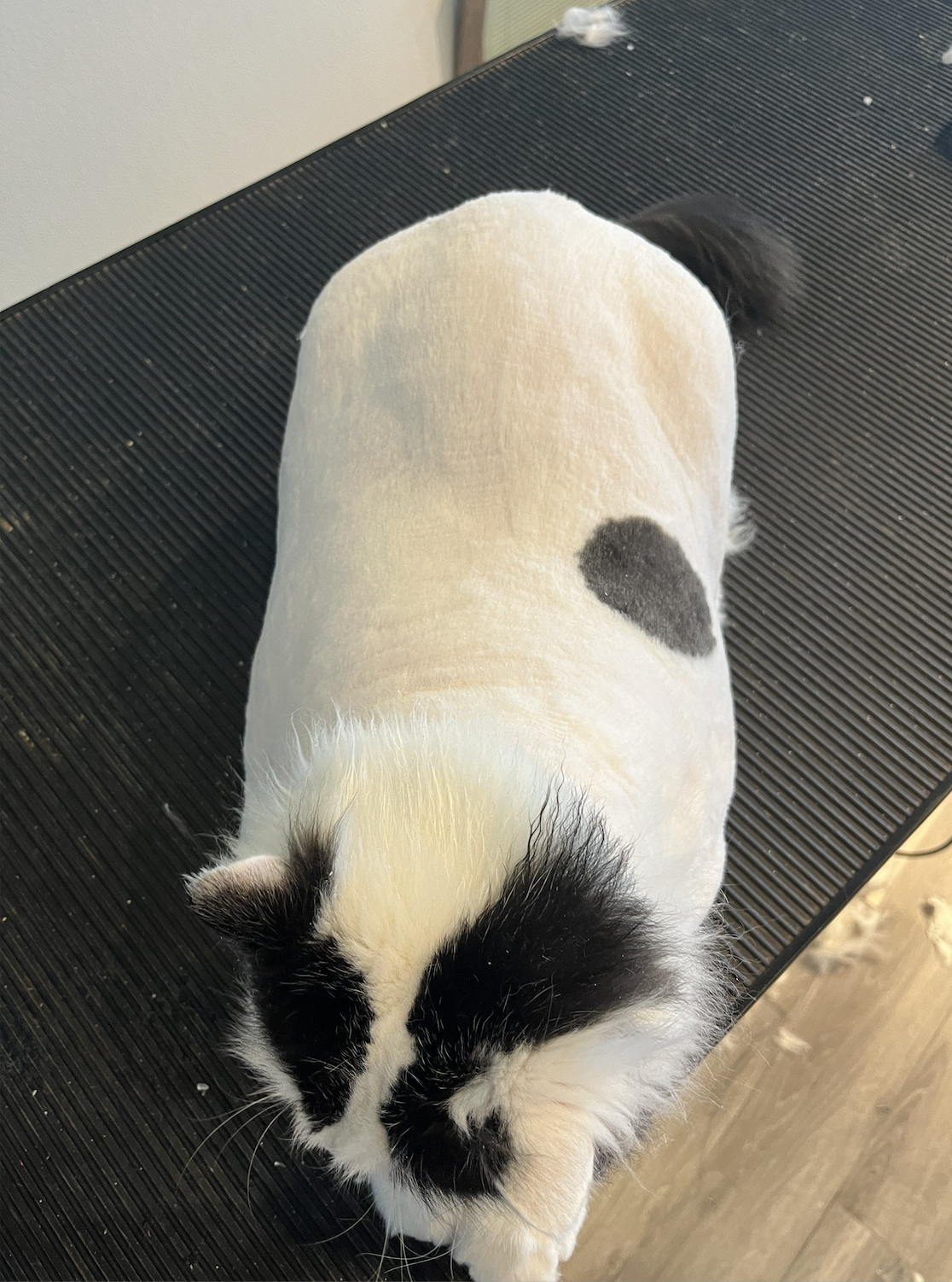 Screenshot 2026-02-21 at 12.51.18 AM.png