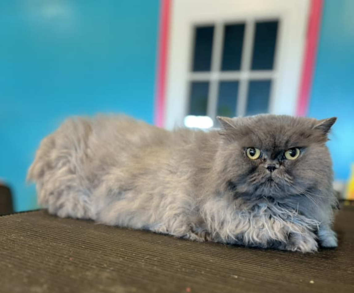 Screenshot 2026-02-21 at 12.41.39 AM.png