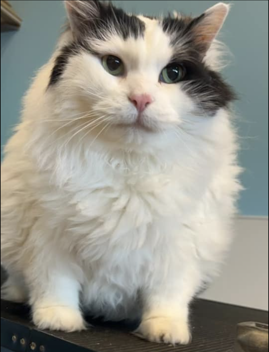 Screenshot 2026-02-21 at 12.41.53 AM.png