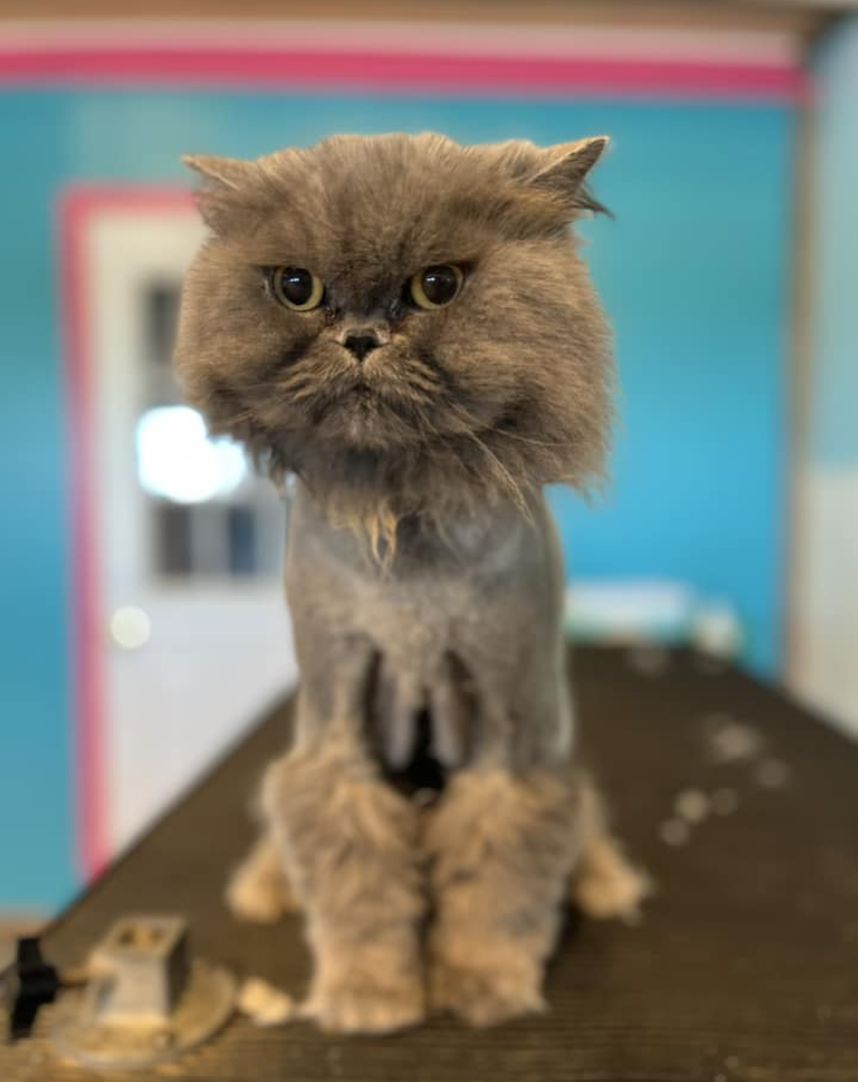 Screenshot 2026-02-21 at 12.51.41 AM.png