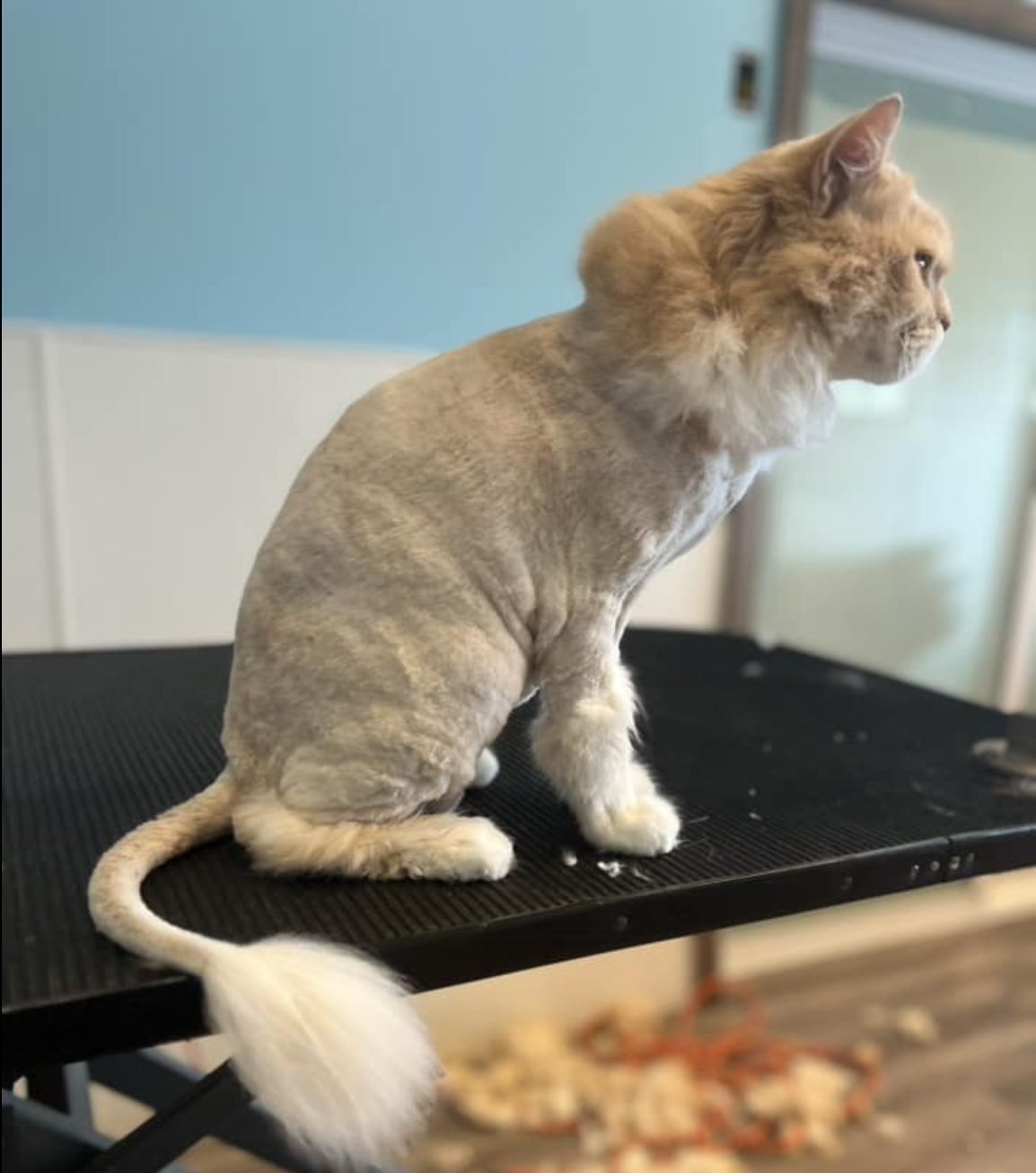 Screenshot 2026-02-21 at 12.42.14 AM.png