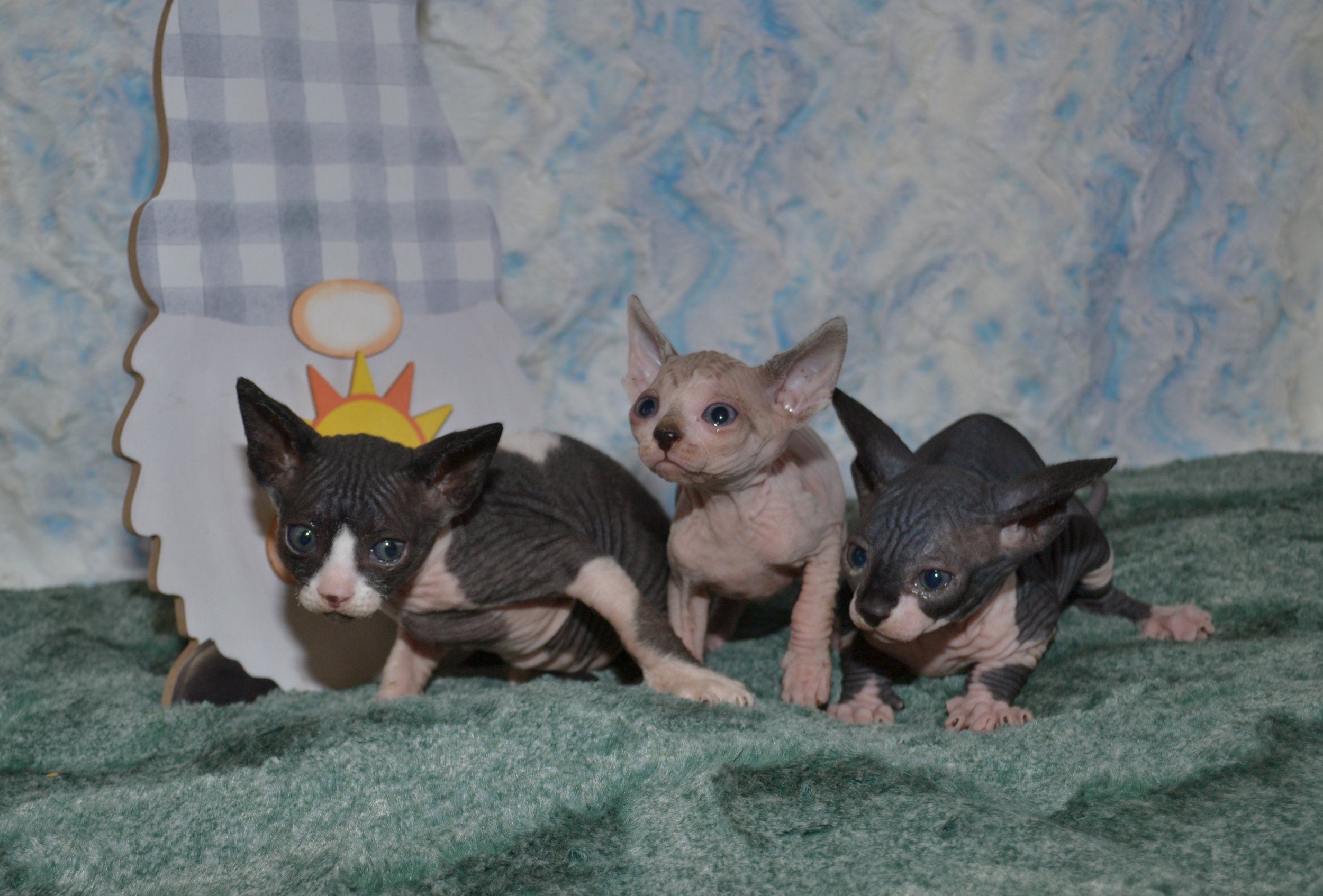 Kittens3-013022.JPG