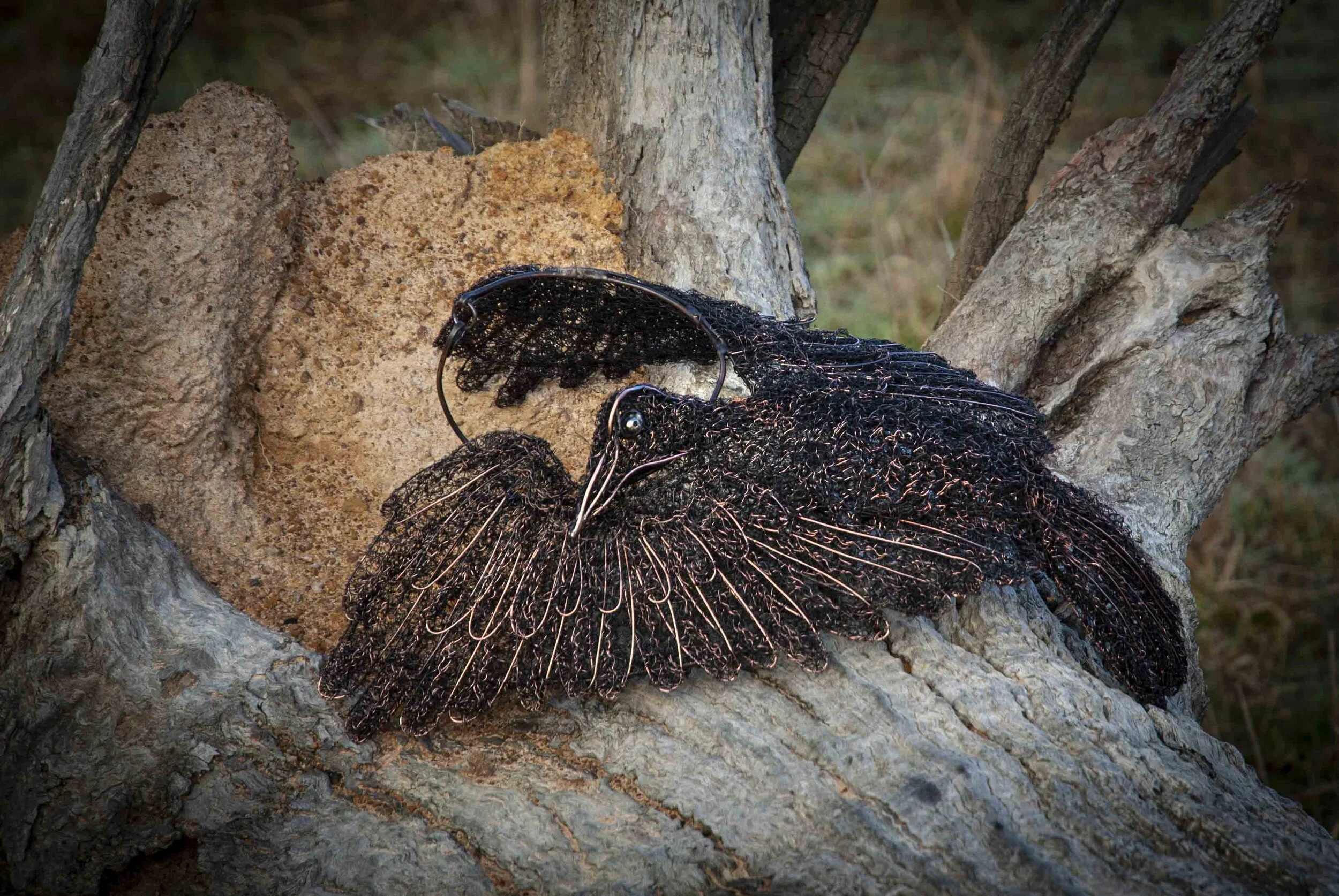 Whispering crow on long.jpg