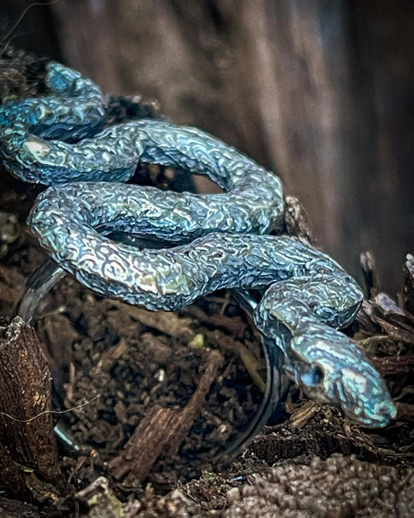 Slithering into Monday with some photography for my new collection #newcollection #canberraartist #canberraart #australianartists #naturejewelry #silverjewellery