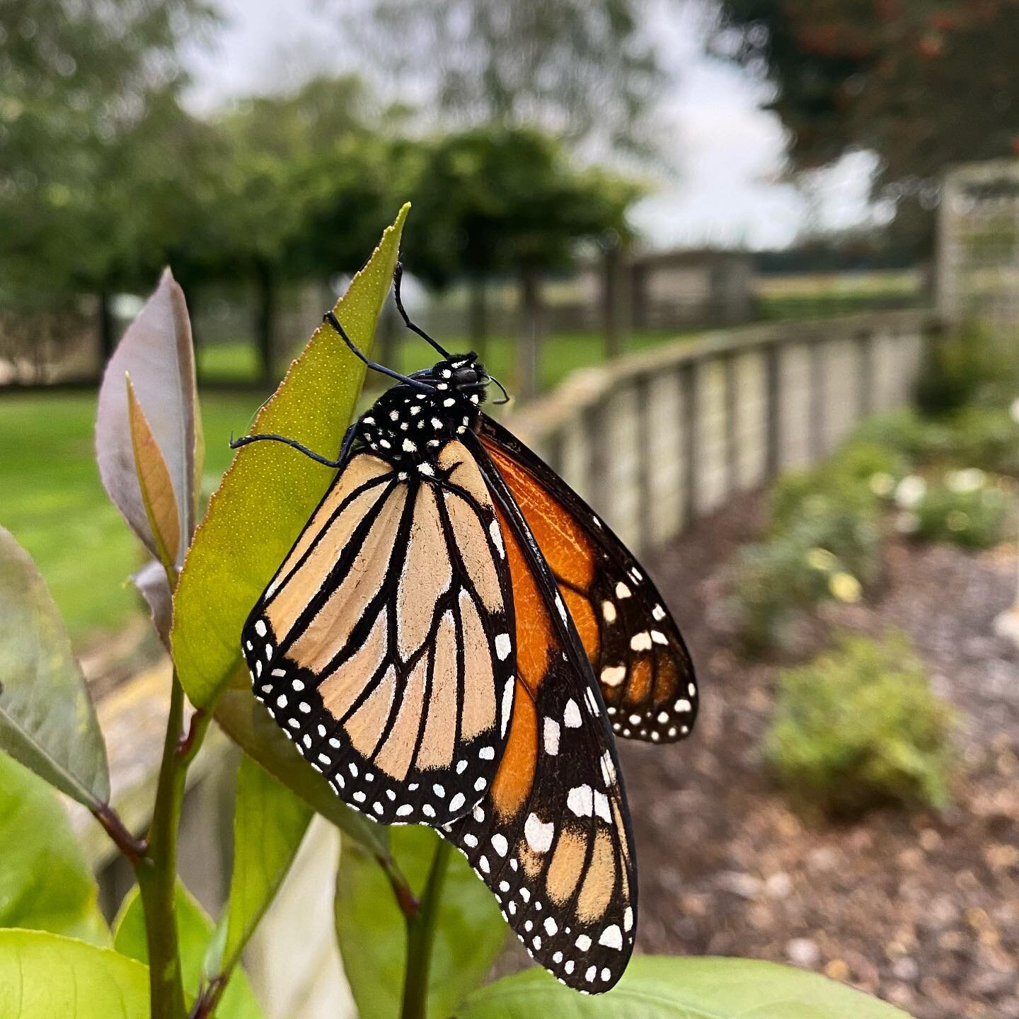 Beautiful monarch butterfly 🦋