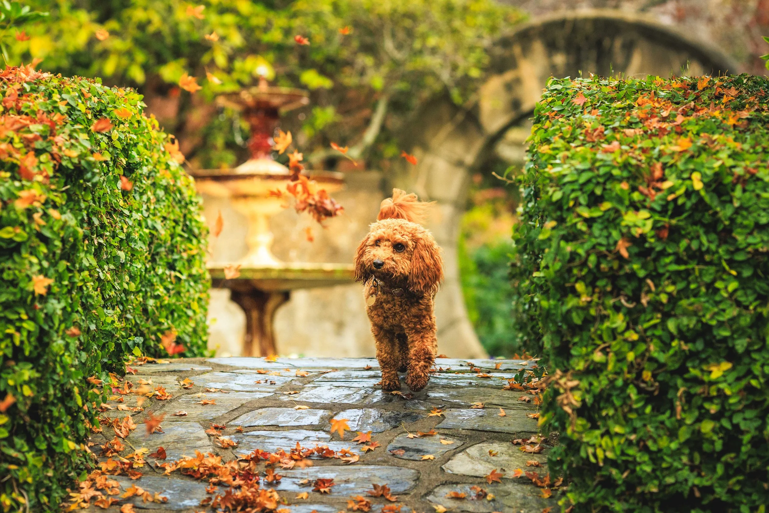 Maple the Dog '26