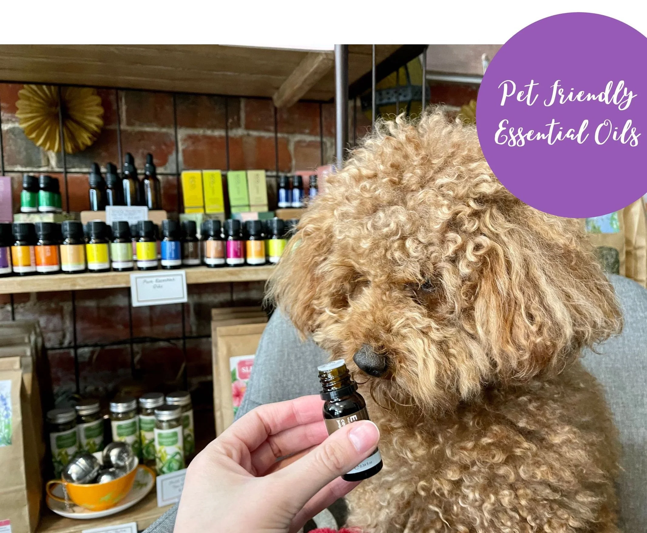 Pet Friendly Essential Oils