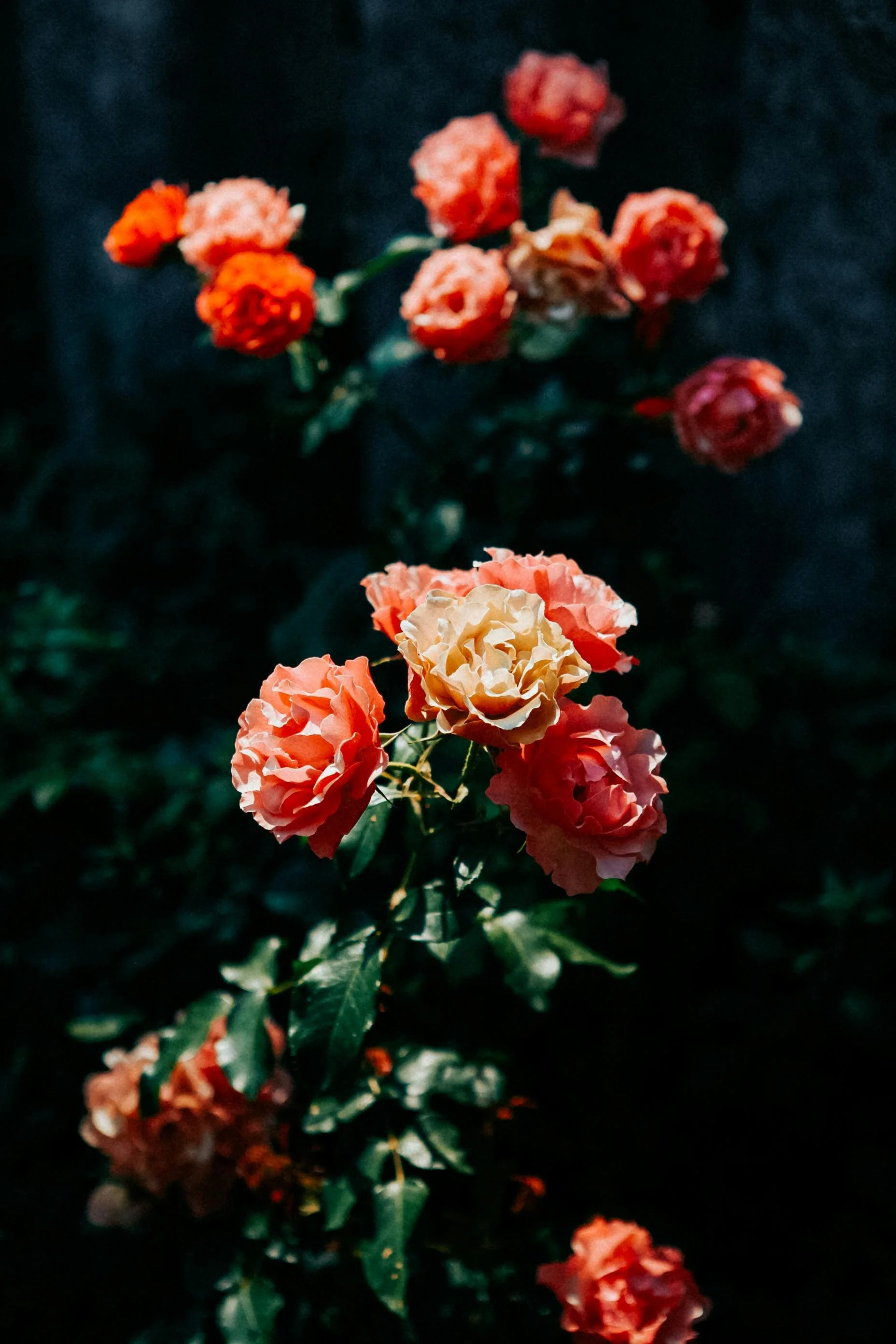 Flower essence in Thornbury, Melbourne