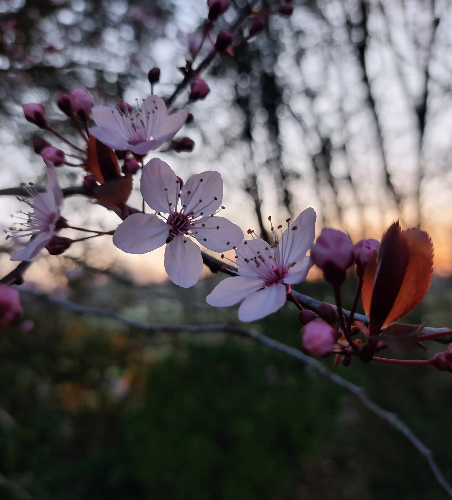 Spring Jpeg Spring Equinox Half Day Retreat — WARESLEY PARK