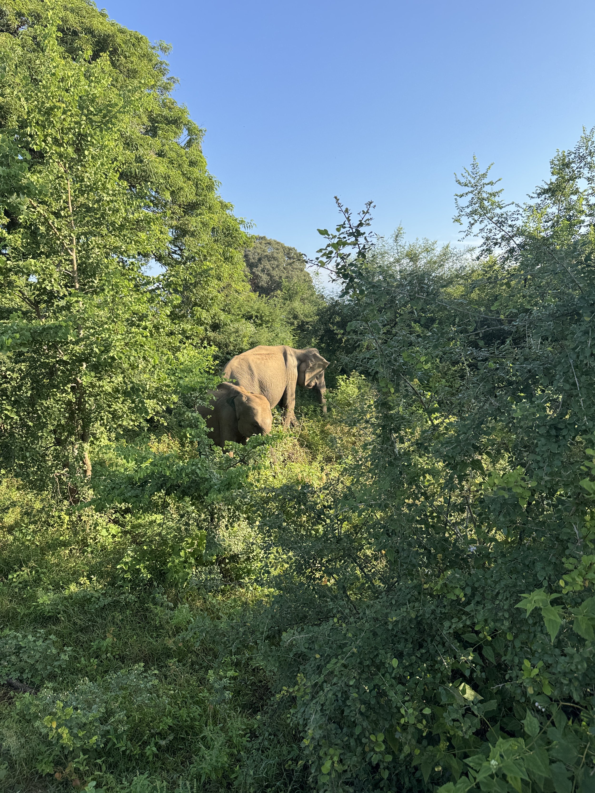 Udawalawe-National-Park-Retreat-travel.JPG
