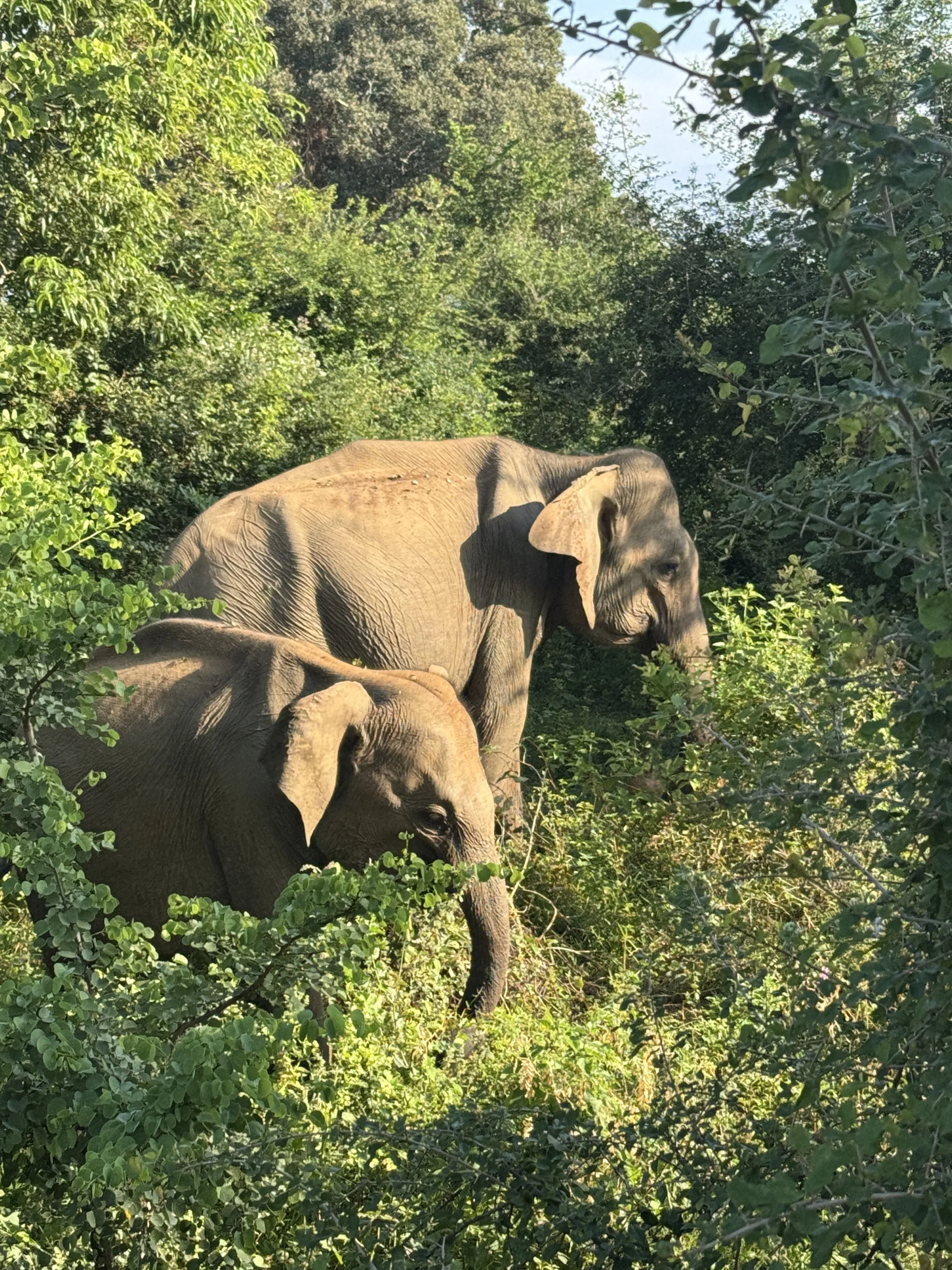 Udawalawe-National-Park-Retreat-Yoga.JPG