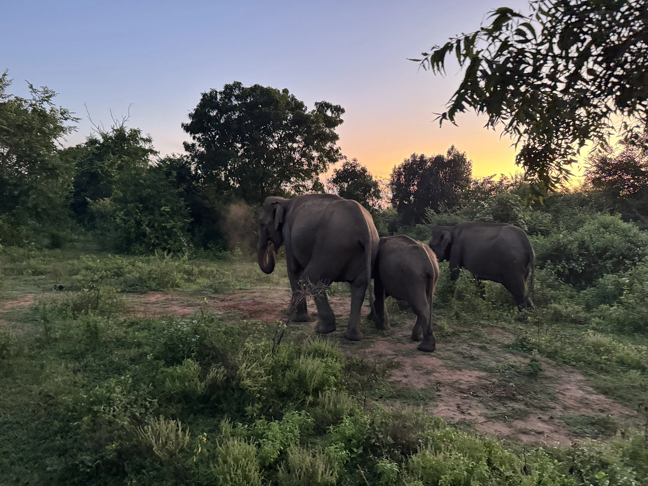 Udawalawe-National-Park-Retreat-breathwork.JPG