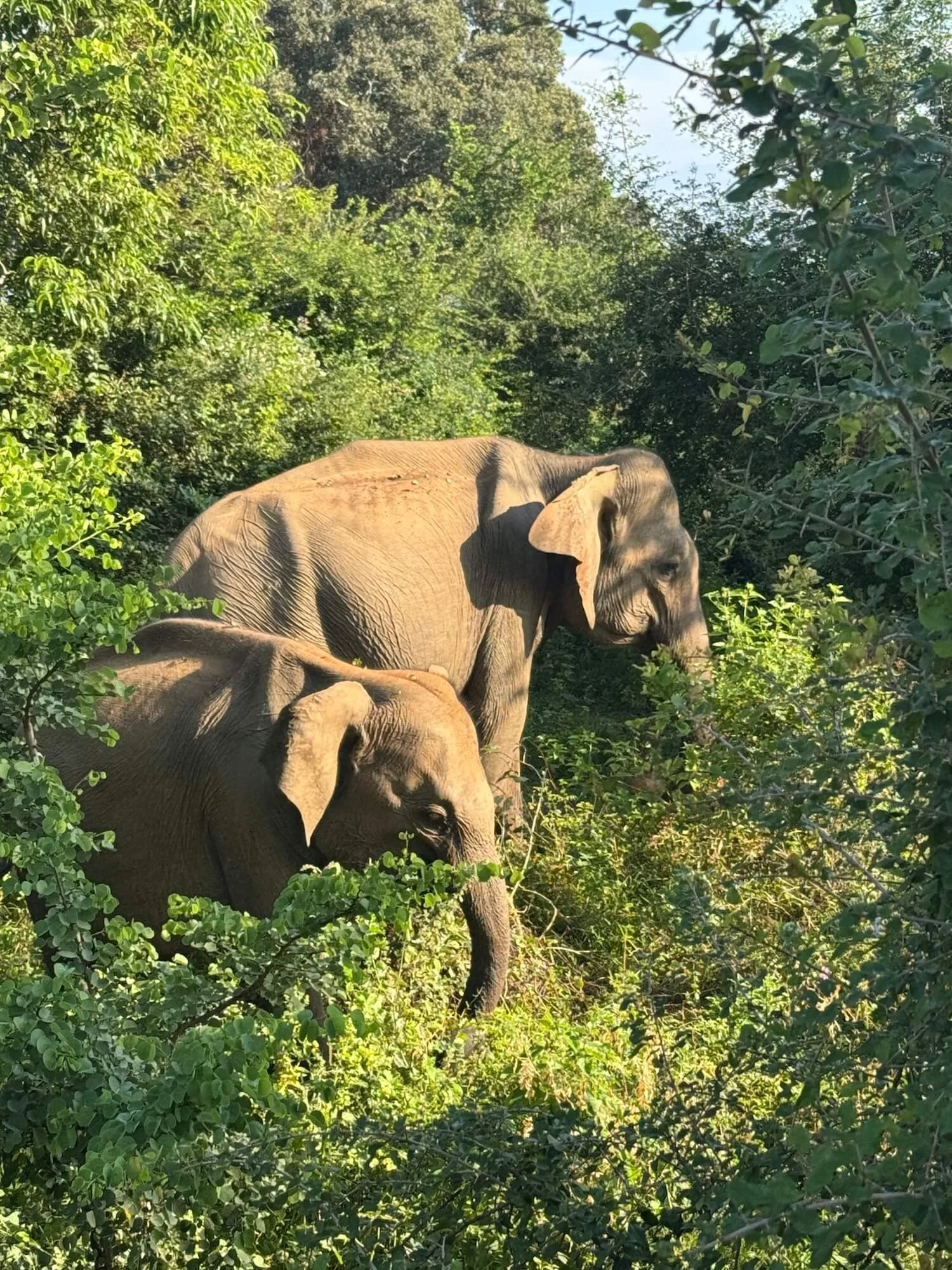 What to do in Sri Lanka