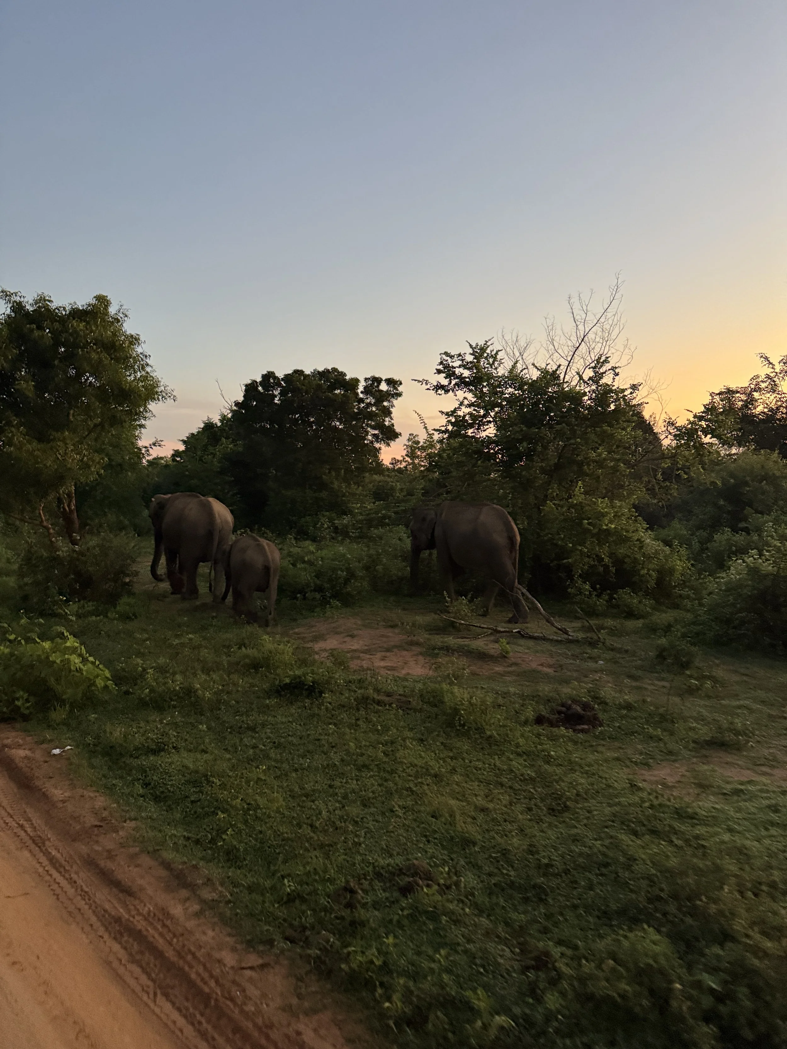 Udawalawe-National-Park-Retreat.JPG