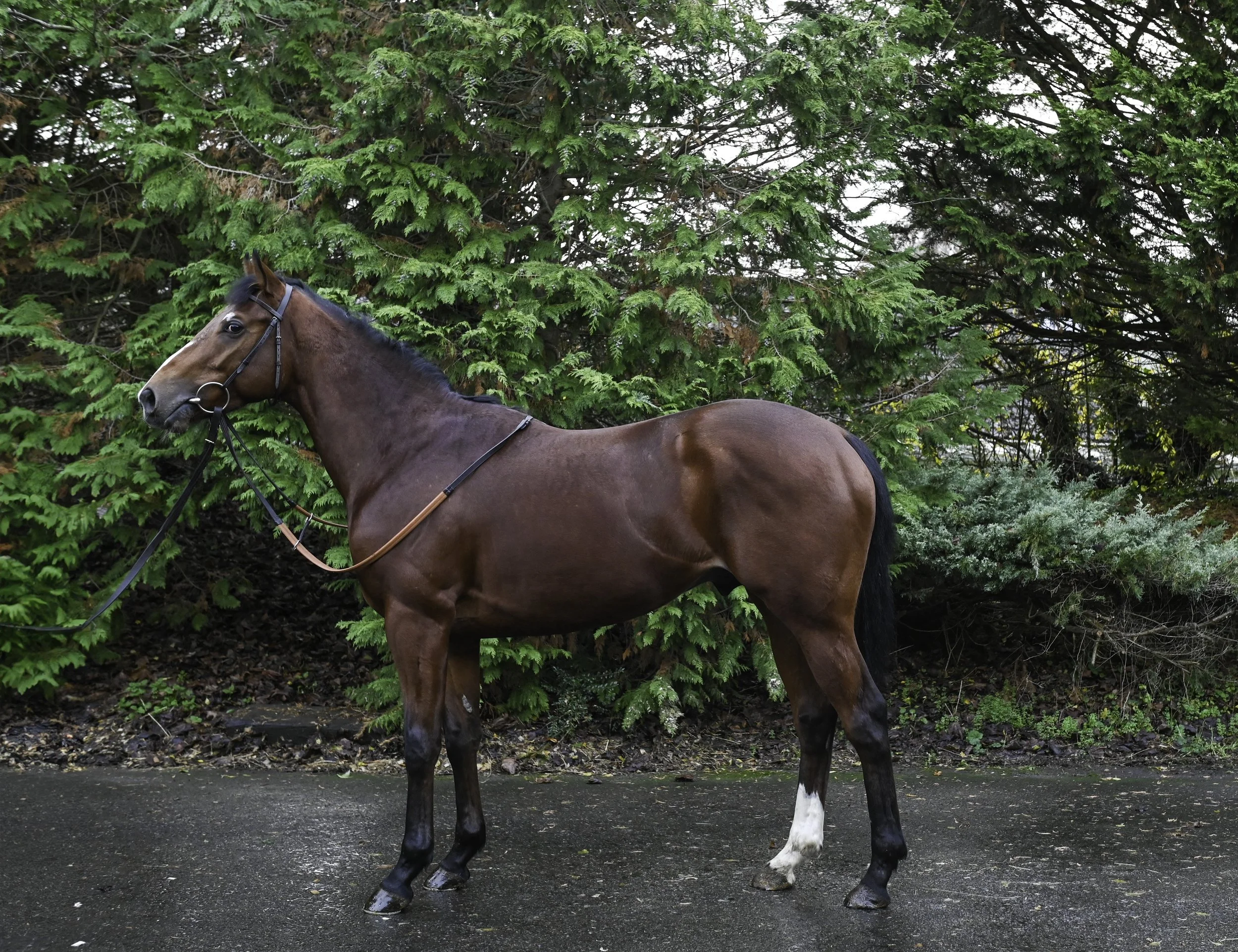 * Syndicate Opportunity * 2yo - Lope Y Fernandez ex Hundi 