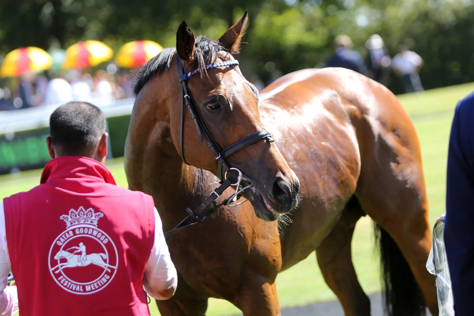 Battaash after winning the King George
