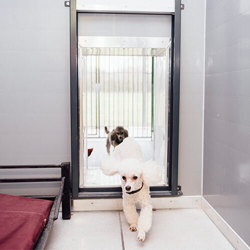 kennels-that-our-dogs-love.jpg