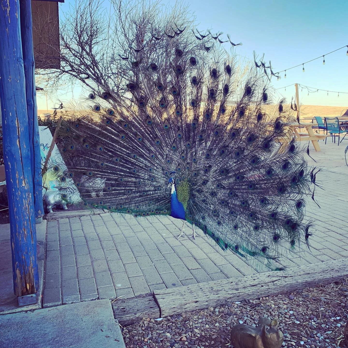Frank just being Frank #peacock #winery #sonoita #az #feelinggood