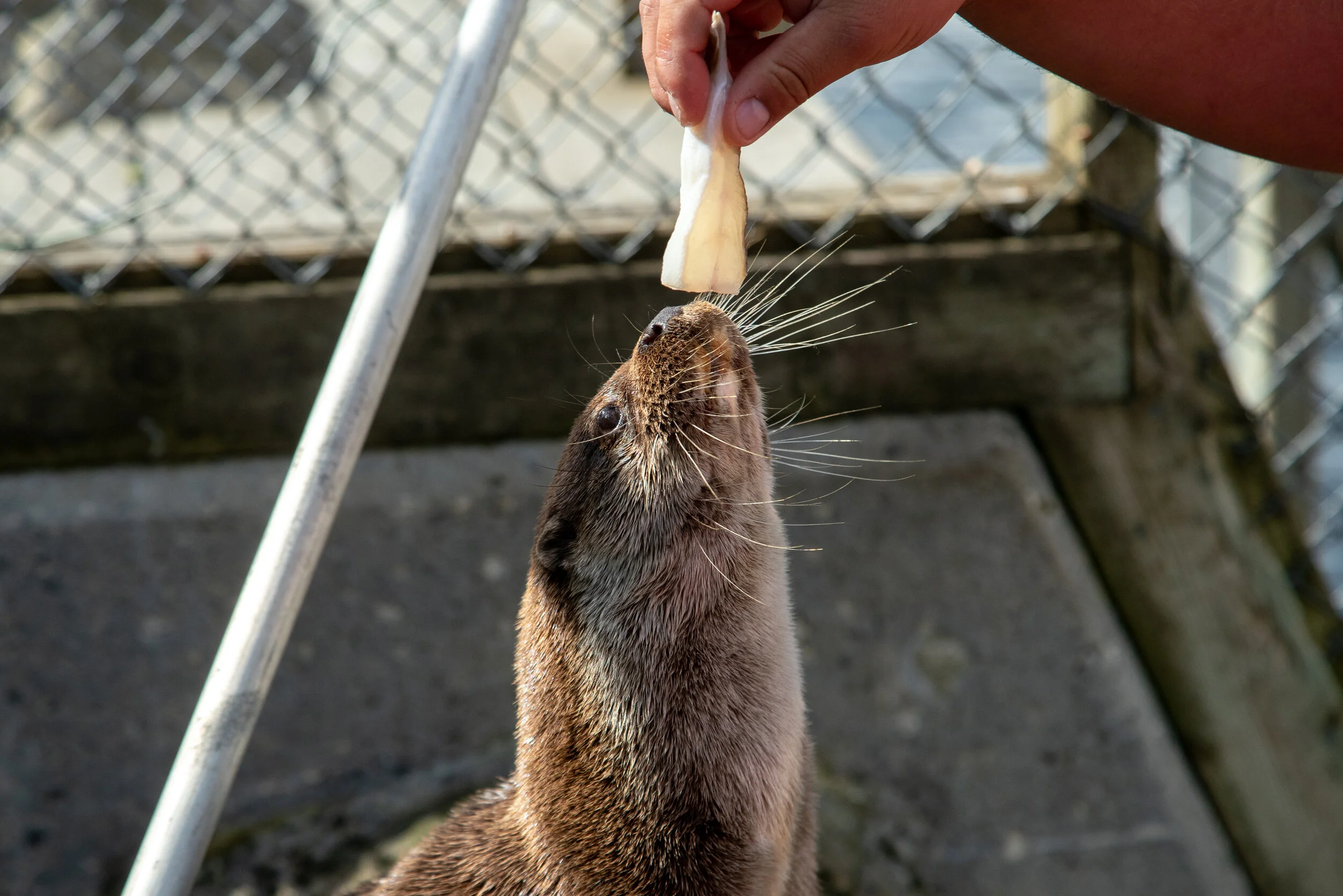 Åtte ting å gjøre med familien i Lofoten