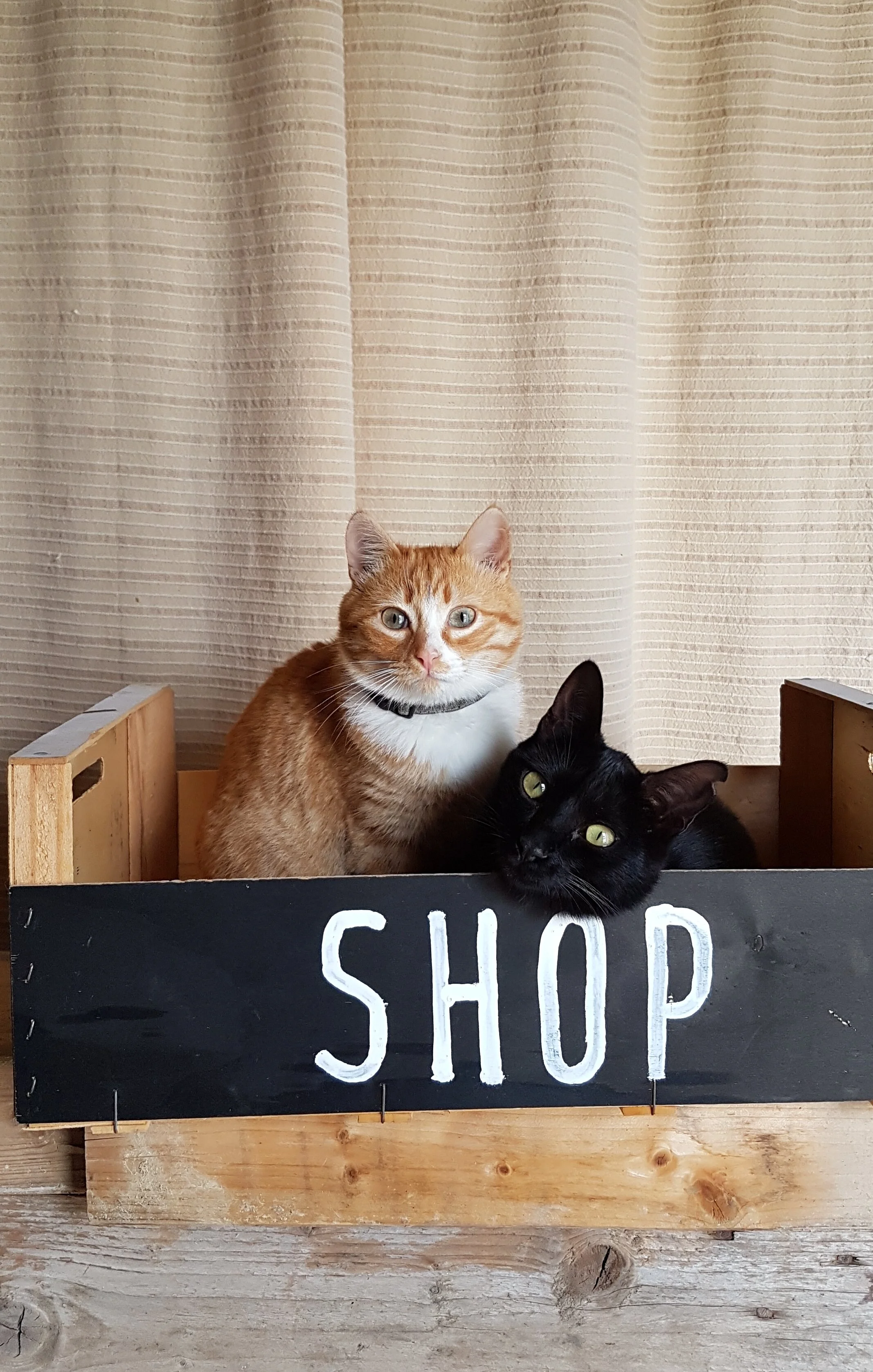 Cat in Shop box.jpg