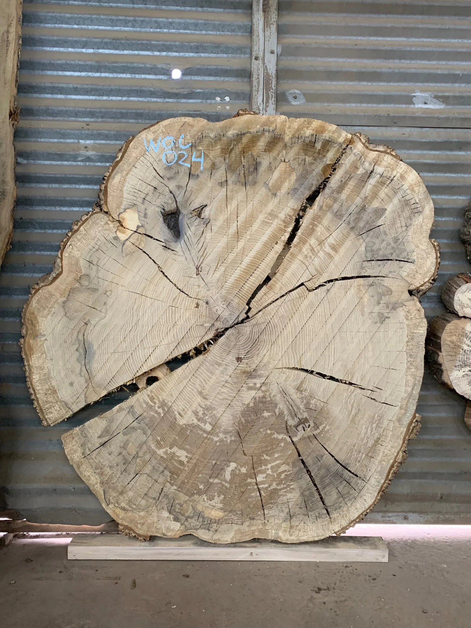 49” - 51” in diameter x 1 5/8” thick White Oak Cookie. Surfaced on