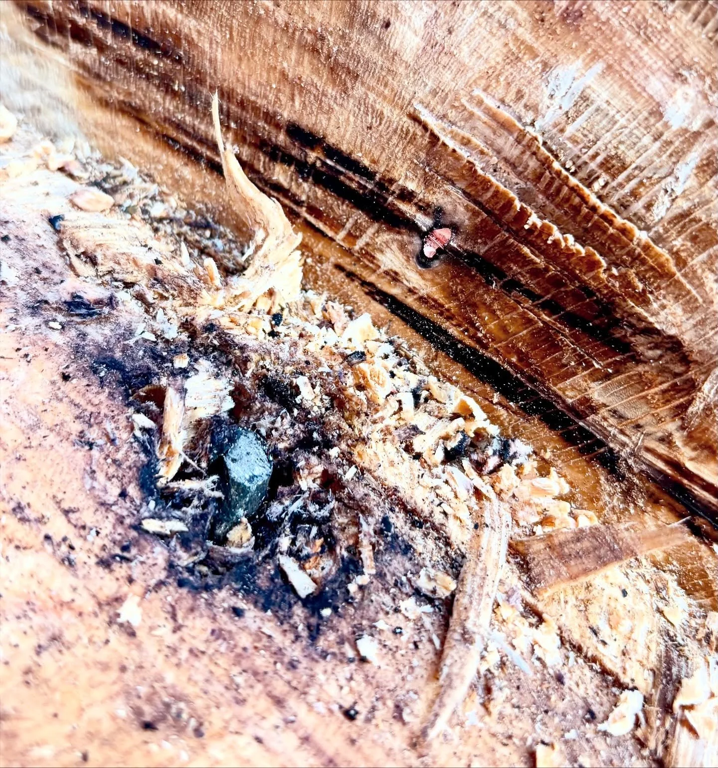 We came across a chain and a piece of copper while milling a fat white oak log today. Took out one of our Wood-Mizer blades and a chainsaw blade! 😭 Never know what you&rsquo;ll come across in urban logging 🪵
&bull;
&bull;
&bull;
#urbanforestry #urb