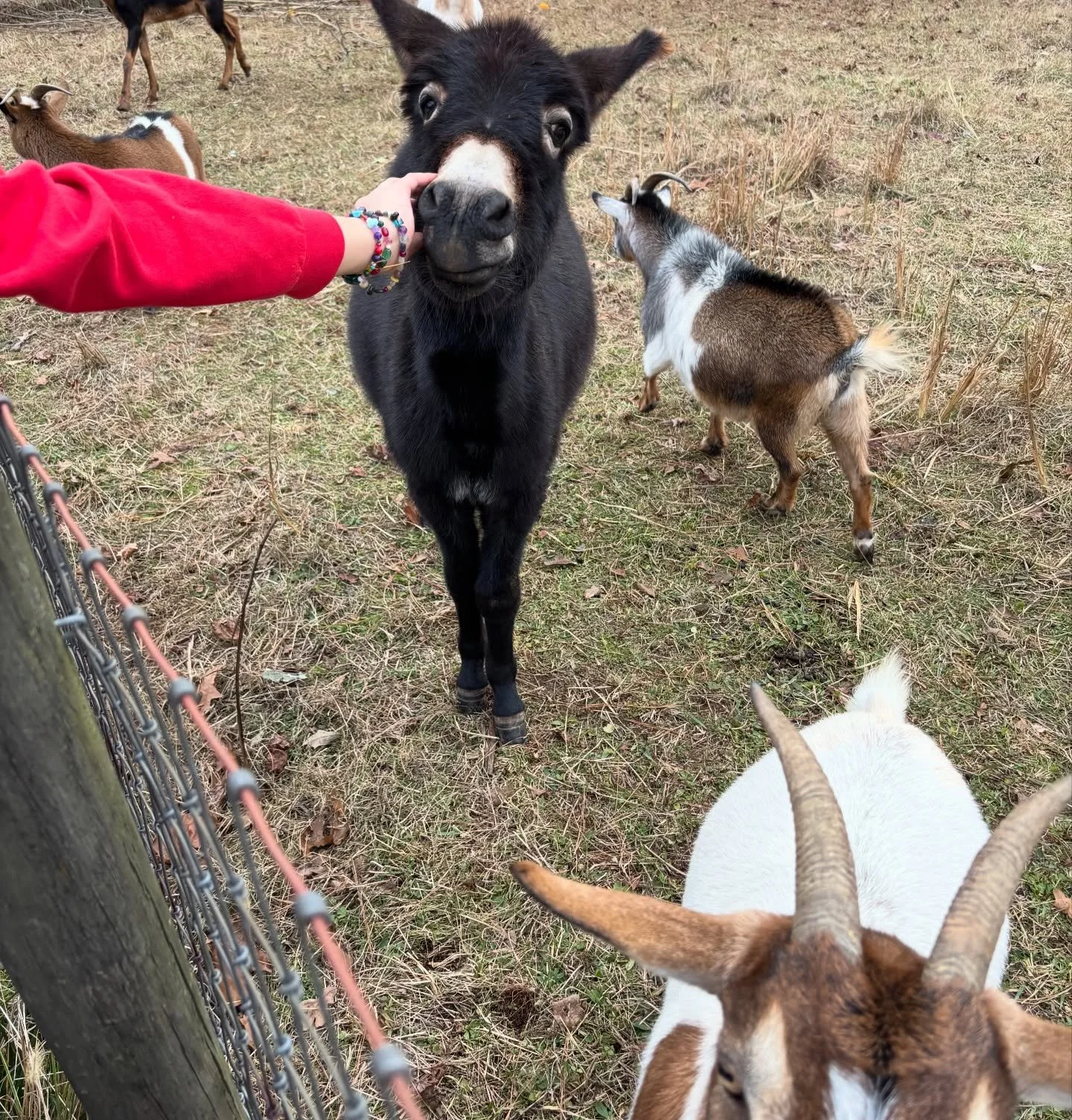 Lovely neighbors, with the cutest grounds crew you&rsquo;ll ever meet, kindly let us put an AWF sign in front of their fence! Dunkin, the adorable Donkey, is the newest member and is SO sweet!! Thank you @thomas.family.farm for helping us spread the 