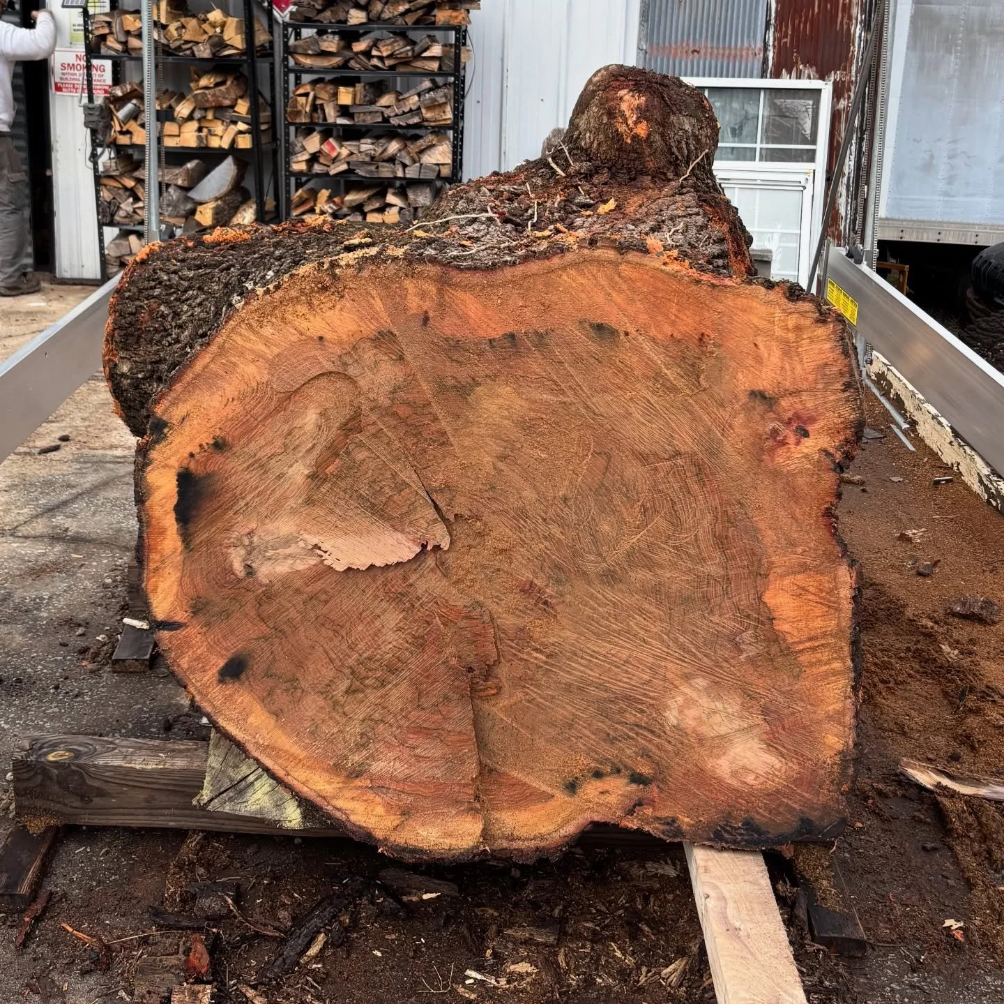 Ginormous Red Oak! We received several massive chunks of Red Oak from the Sylvan Hills area. Look at those rings!