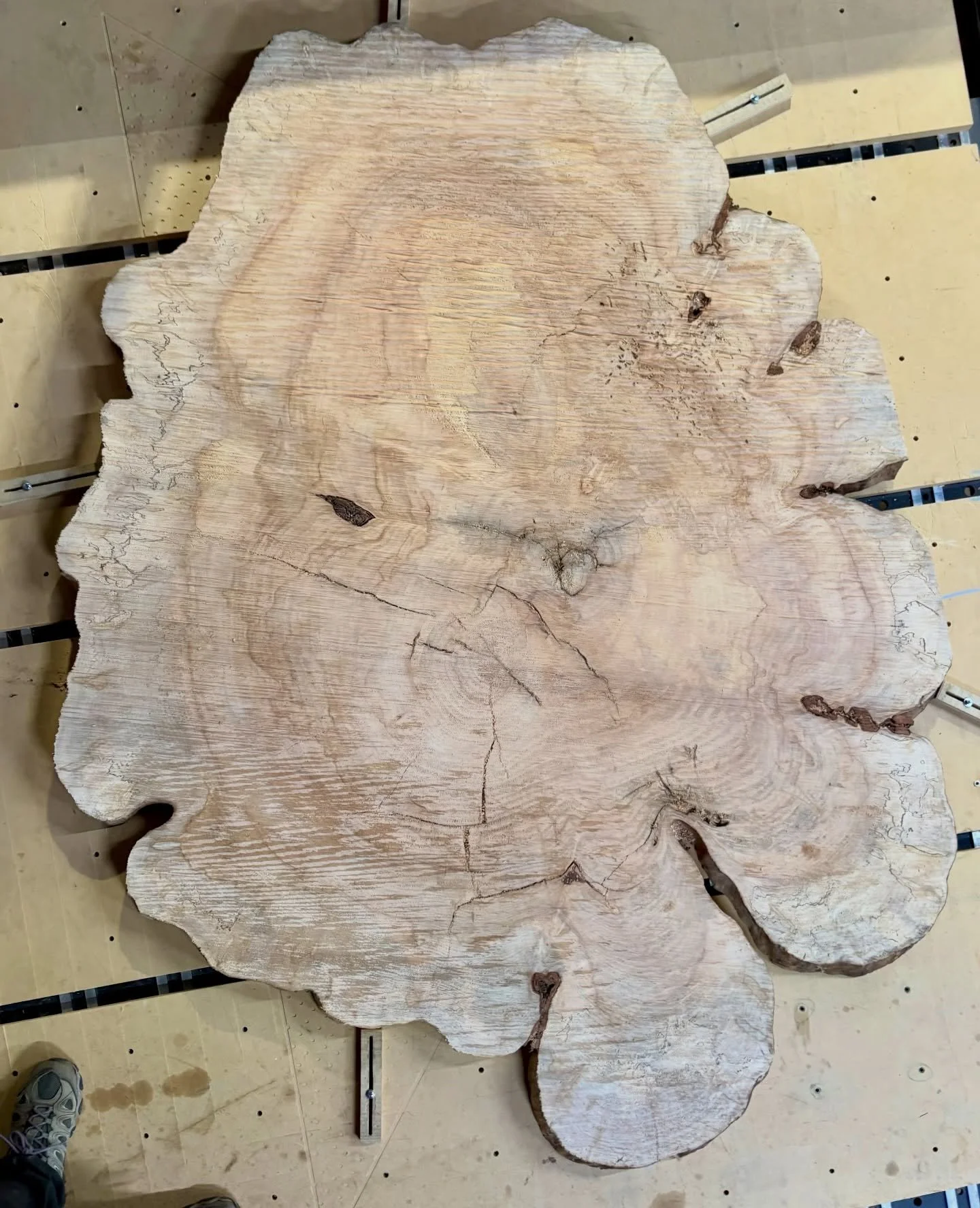 Look at the size of this gorgeous Silver Maple cookie!! 🍁🍪 @deadwoodtables brought it to us to mill it in half on the Lucas, and surface it on the CNC. I left my feet in for scale, this honker measures 83&rdquo; x 64&rdquo;. 
&bull;
&bull;
&bull;
#