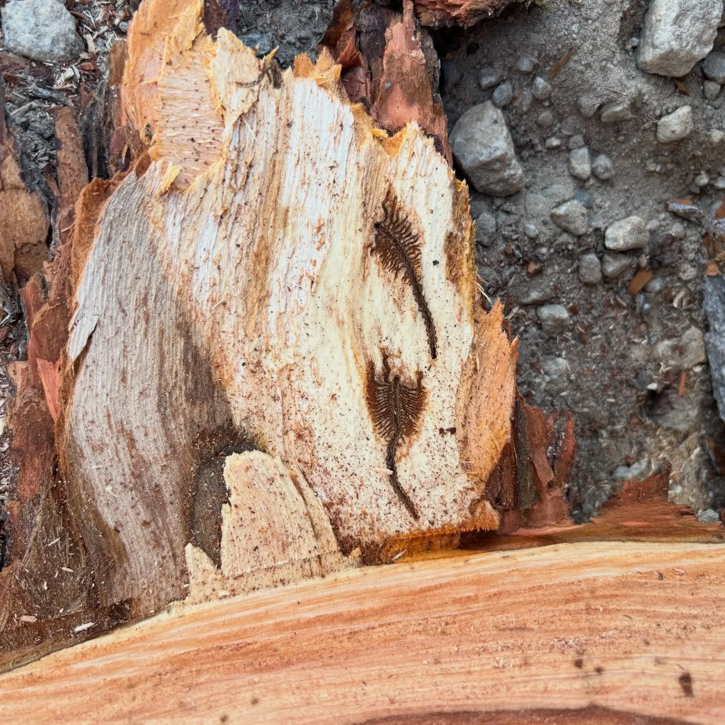 How groovy are these bark beetle markings?! They look like fossils. Often referred to as &ldquo;insect art&rdquo;, these are formed by bark beetles as they burrow between the bark and the wood to lay eggs. The central groove is the parental chamber w