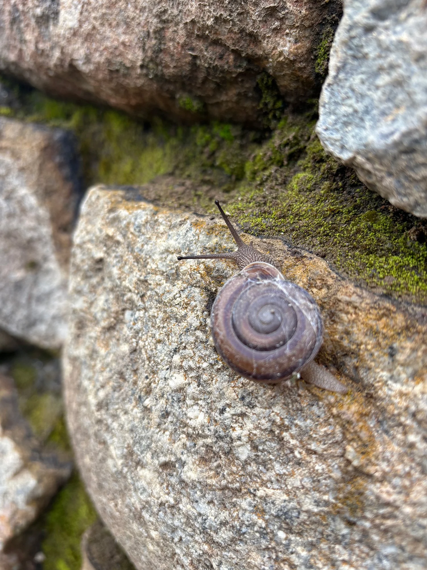 Machu Picchu Snail © Jennifer Foley.jpg
