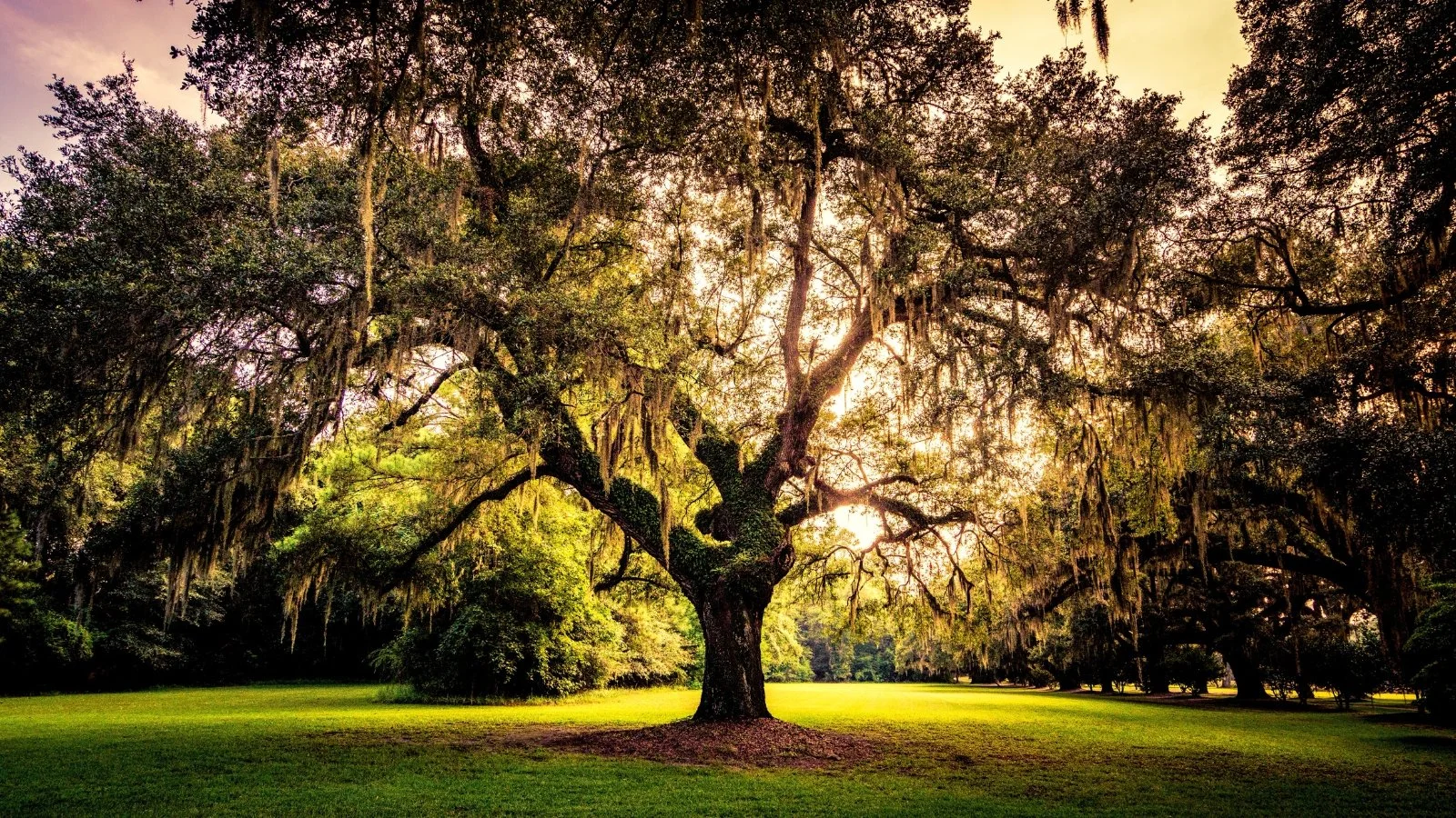 The Tree of Life — BALANCED SOUL | Holistic Health & Well-Being in ...