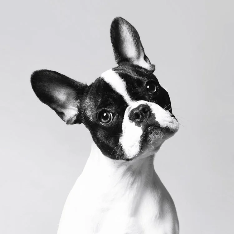 Dog Friendly Places in Harpenden, Hertfordshire