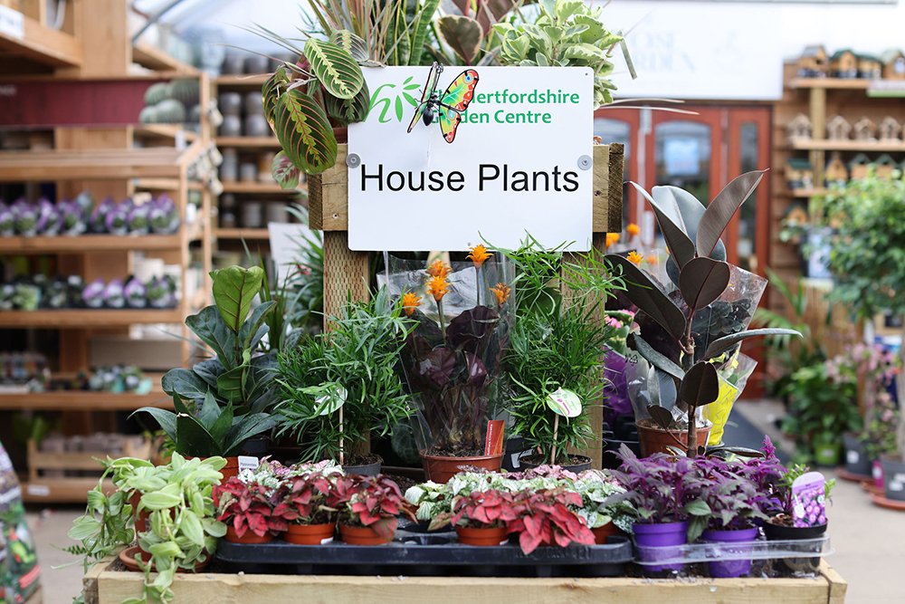 Hertfordshire Garden Centre House Plants Top Tips