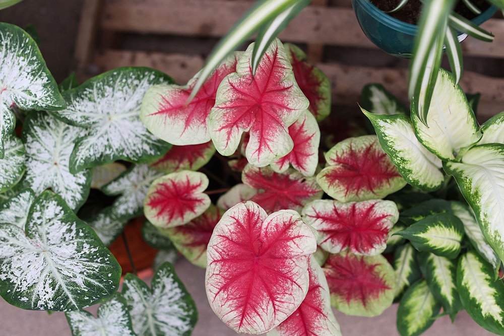 Hertfordshire Garden Centre House Plants Top Tips