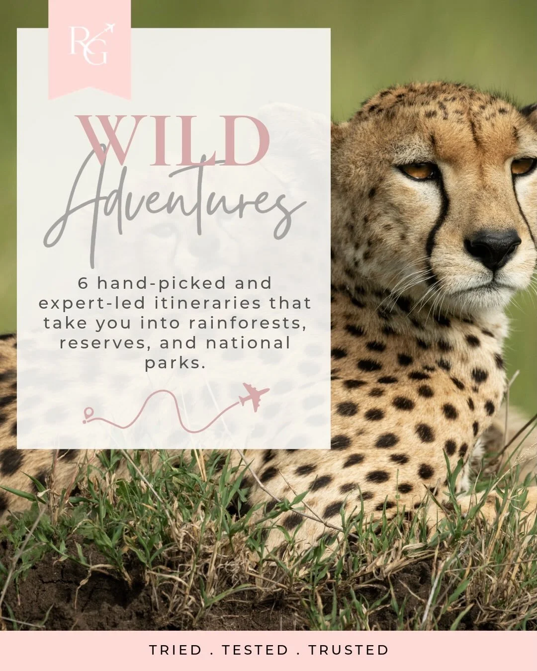 Wild places. Extraordinary wildlife. Adventures you&rsquo;ll remember forever, hand-picked by our member @rebeccag_travelcounsellor 
🌿
Some holidays are about switching off. Others are about getting out there and seeing the world at its wildest. ✈️
