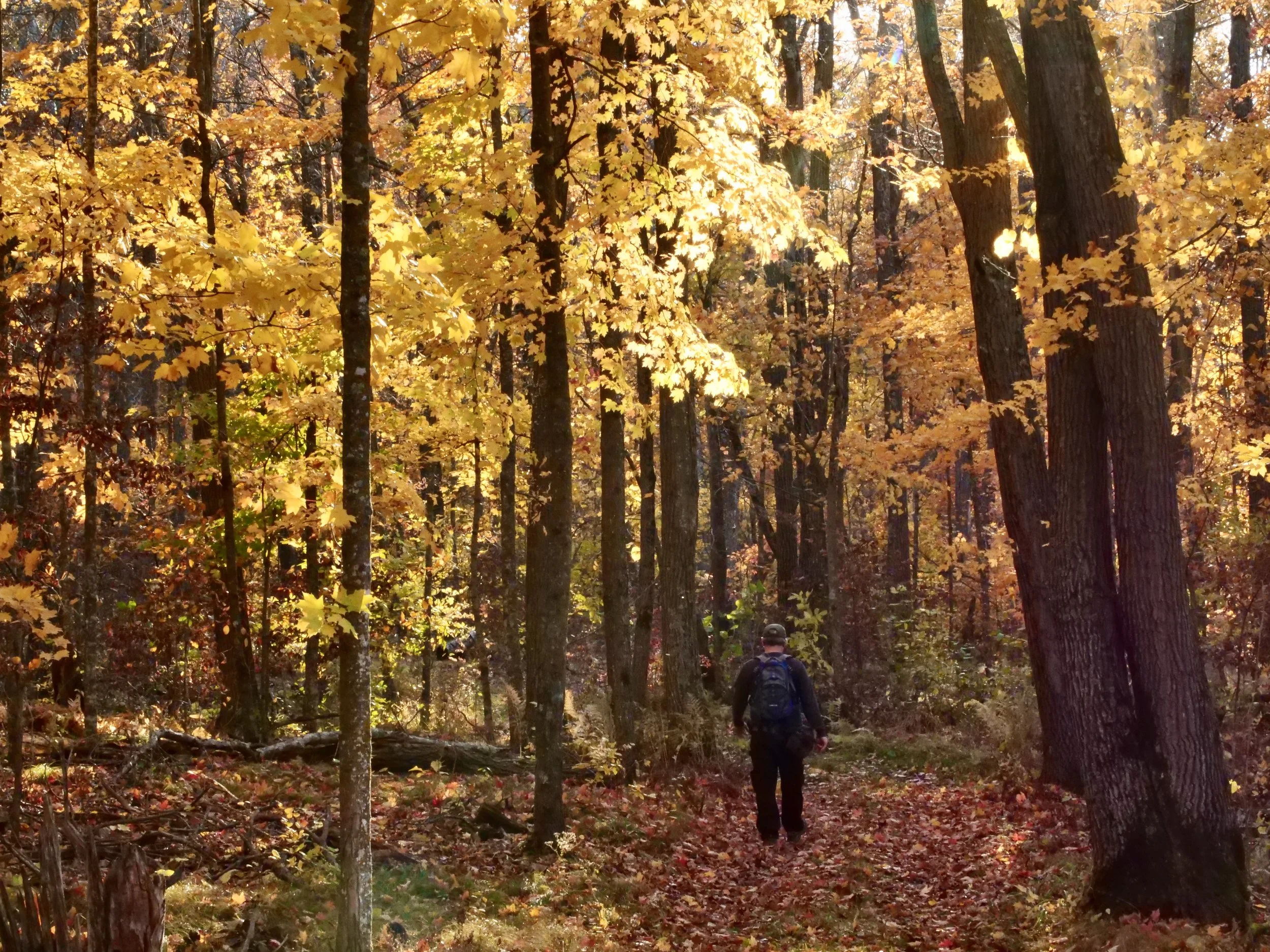      

 
   A walk in nature will positively impact your health 
 




















  
  



     