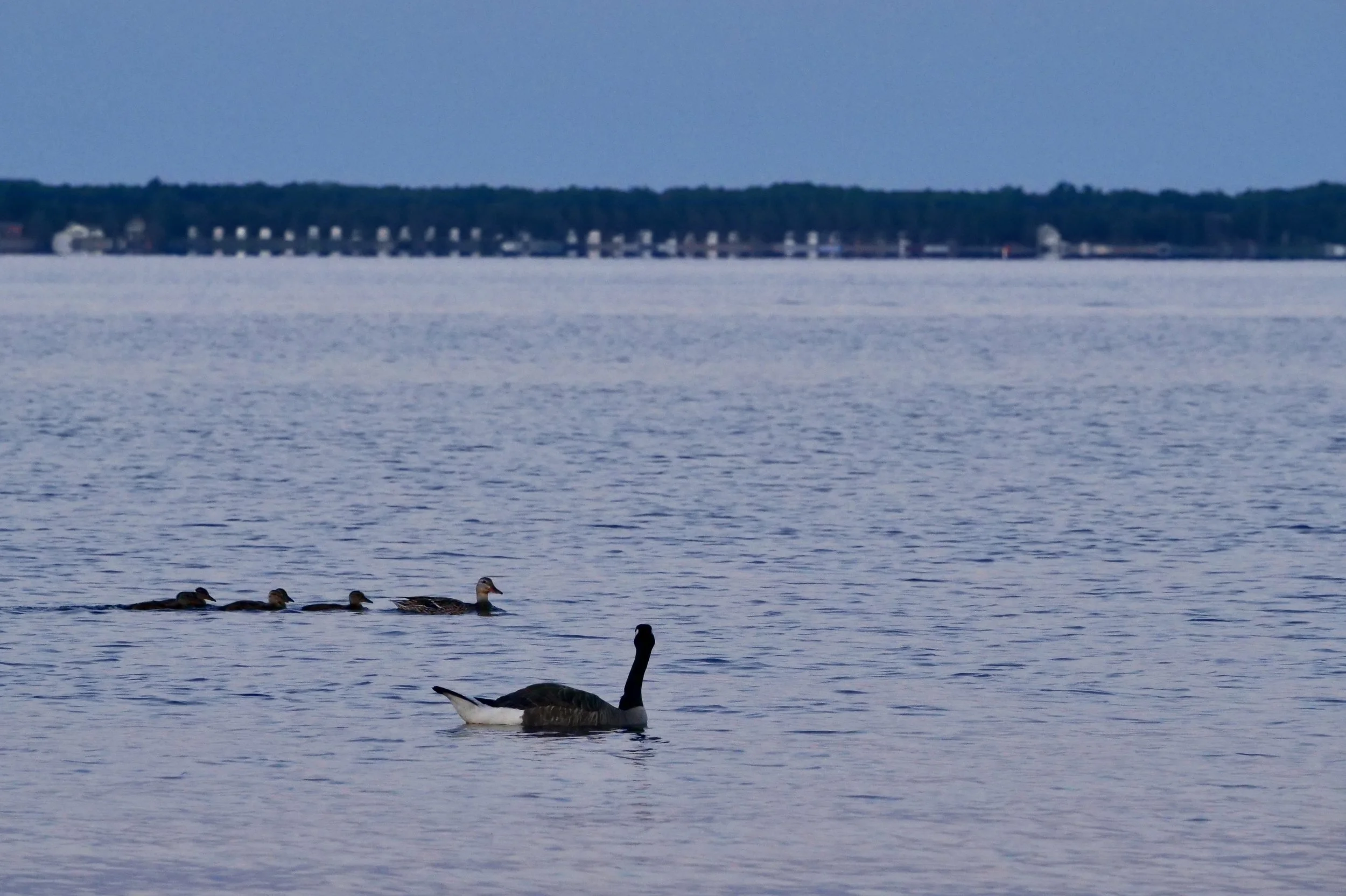      

 
   “The secret of getting ahead is getting started” - Mark Twain 
 




















  
  



     