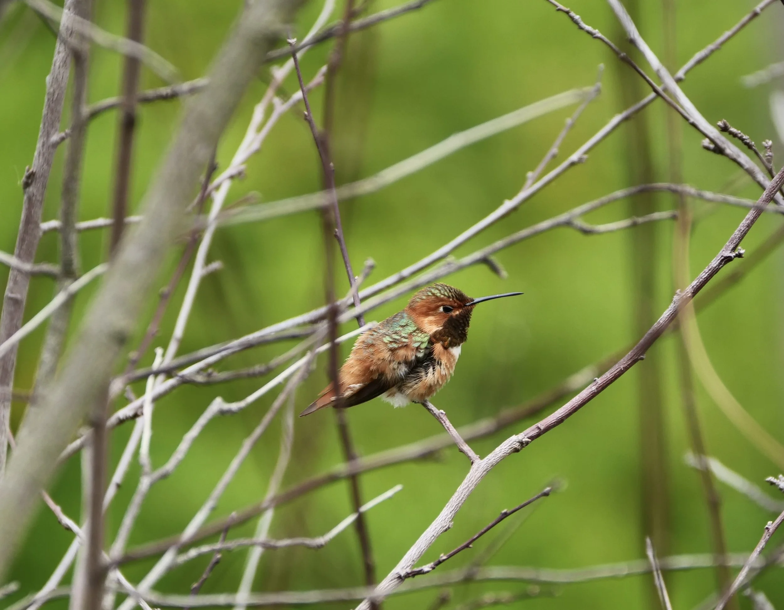       
  
    Baby hummingbirds are Nature’s jewels   


  
 #block-4ca544b461a93d9b13ac {
    
    
    
  }

  #block-4ca544b461a93d9b13ac .sqs-html-content {
    
    }

  #block-4ca544b461a93d9b13ac {
      mix-blend-mode: var(--tweak-text-block-