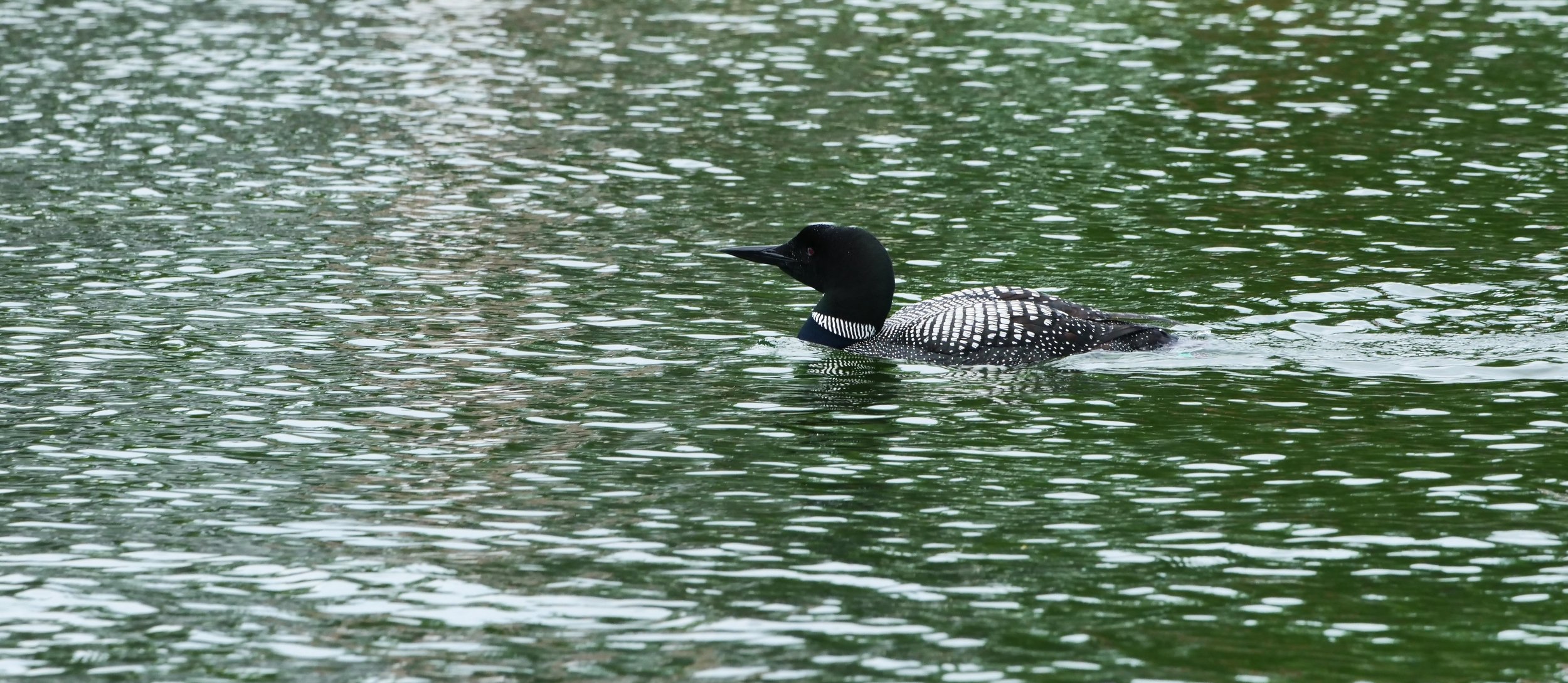       
  
    This gorgeous bird is the Common Loon: Minnesota’s official state bird   


  
 #block-e2694fd74bca7ca3ab14 {
    
    
    
  }

  #block-e2694fd74bca7ca3ab14 .sqs-html-content {
    
    }

  #block-e2694fd74bca7ca3ab14 {
      mix-bl
